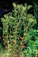 Högväxt luktande planta, stjälk utan körtelhår (ej klibbig), upptill rikt grenig, blad ganska smala.